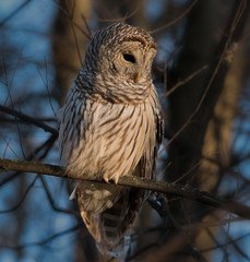 Barred Owl looking downward in late afternoon light in forest with blue sky behind