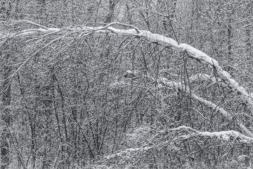 Bent birch trees in forest under winter snow
