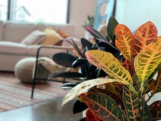 Houseplants and boho modern decor © Catherine