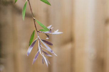 native Australian bottle brush callistemon tree with green and silver purple leaves