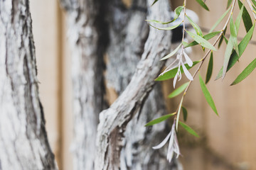 native Australian bottle brush callistemon tree with green and silver purple leaves