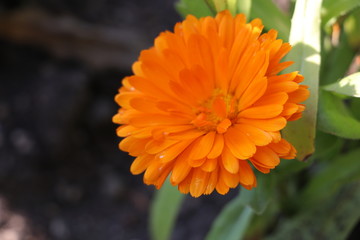 orange flower in garden