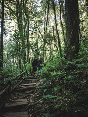Rainforest in Doi Inthanon National Park , Thailand