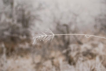 Frozen plants in the morning 