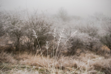 Frozen plants in the morning 
