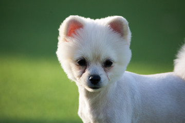 Happy puppies in a private playground