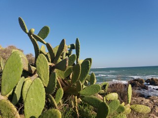 Fototapeta na wymiar cactus in desert