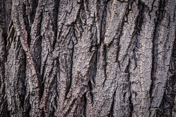 brown and grey tree wood pattern