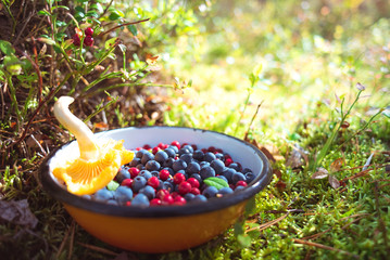 Wild blueberries and lingonberries with chanterelle mushroom in bowl on ground among moss & berry...