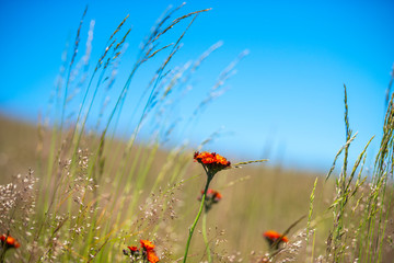 Landscape in the mountains , Carpathian Mountains