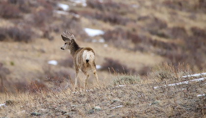 deer running in the mountains