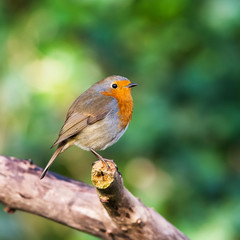 European Robinin in his environment. His Latin name is Erithacus rubecula.