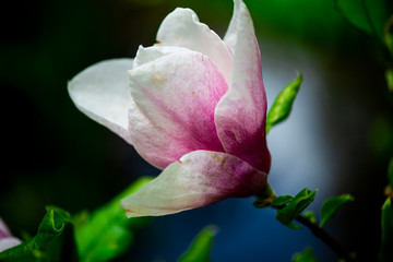 Obraz premium Flowers in the park