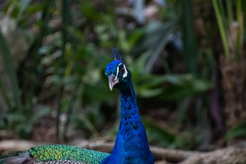 Obraz premium Blue Peacock resting in the shadow