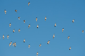 View of Red Knot birds in fly. His Latin name is Calidris canutus.