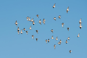 Red Knot and Dunlin birds flying over sea at daytime