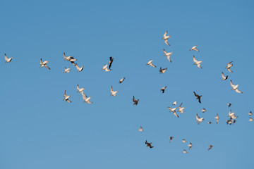 Red Knot and Dunlin birds flying over sea at daytime