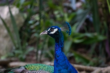 Fototapeta premium Błękitny paw odpoczywa w cieniu