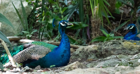 Fototapeta premium Blue Peacock resting in the shadow