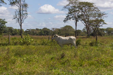 cow in field in Venezuela
