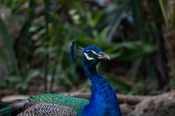 Obraz premium Blue Peacock resting in the shadow