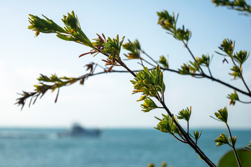 Tree Leaves with Ocean in Background