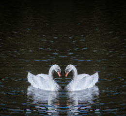 Naklejka premium romantic two swans, symbol of love