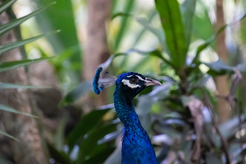 Blue Peacock resting in the shadow
