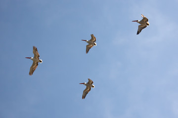 mongolia. four flying pelicans in blue sky