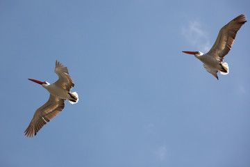 mongolia. two flying pelicans in blue sky