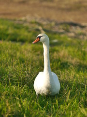 Obraz premium swan on green grass