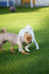 Happy puppies in a private playground