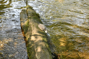tree trunk with moss