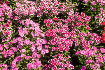 There are beautiful and colorful flowers in the garden Bangkok of Thailand