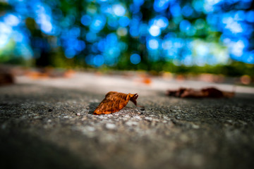 Fototapeta premium Leave on the road