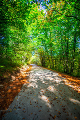 road in forest