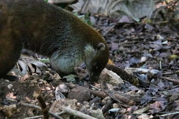 Coati roaming and looking around for food. 