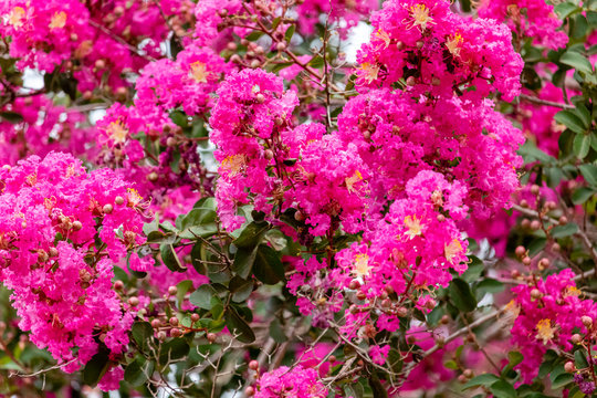 Lagerstroemia commonly known as crape myrtle is a genus of around 50 species of deciduous and evergreen trees and shrubs native to the Indian subcontinent, southeast Asia.