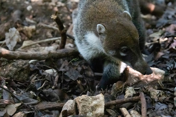 Coati roaming and looking around for food. 