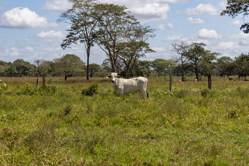 cow in field in Venezuela