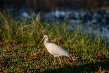 White Ibis 02
