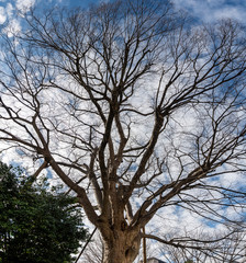 都市公園の欅の古木