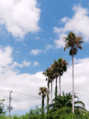 Obraz premium Palm trees against blue sky with white clouds. Tropical landscape image.