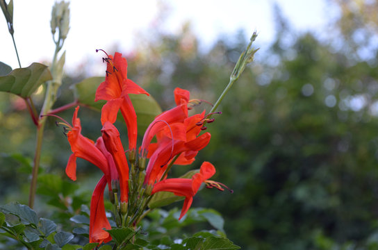 Hermosas flores de Tecoma capensis, trompeta del cabo