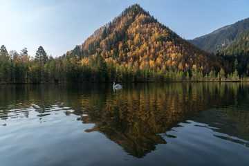 White Swan on Warm Lakes