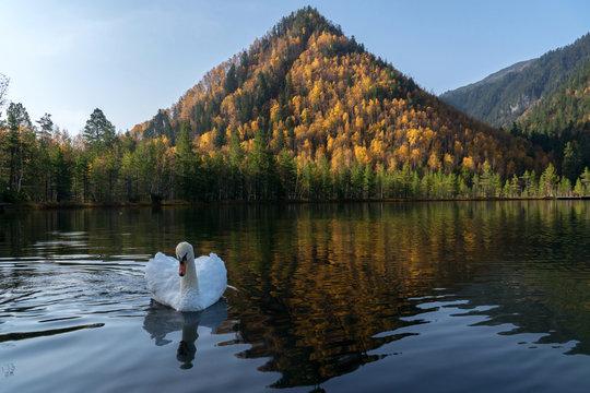 White swan floating on the lake against the backdrop of the mountain