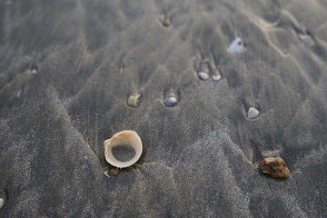 shells on the beach