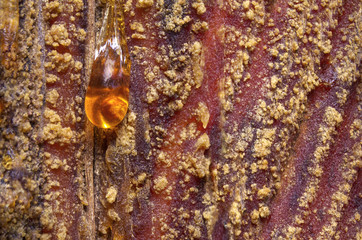 Amber pine drops.A live drops of resin flows down the bark of a pine tree trunk.