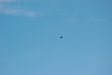 大空を飛ぶ鳥