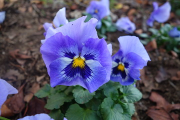 冬に咲いた青いパンジーの花